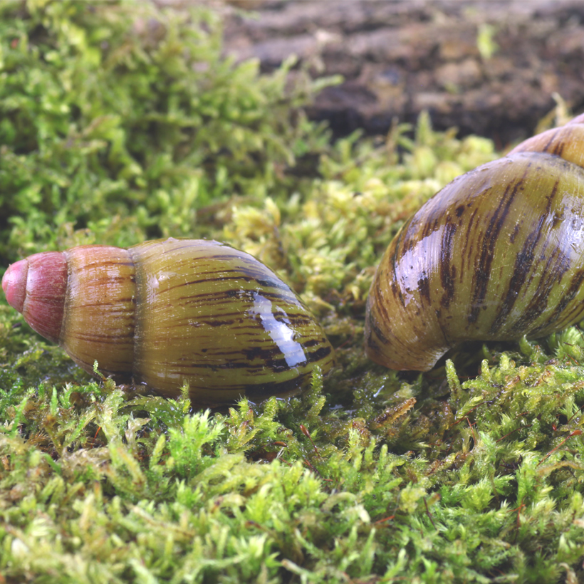 Archachatina-knorri-2.jpg