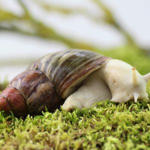 Archachatina-purpurea-_Albino_-scaled-3.jpg