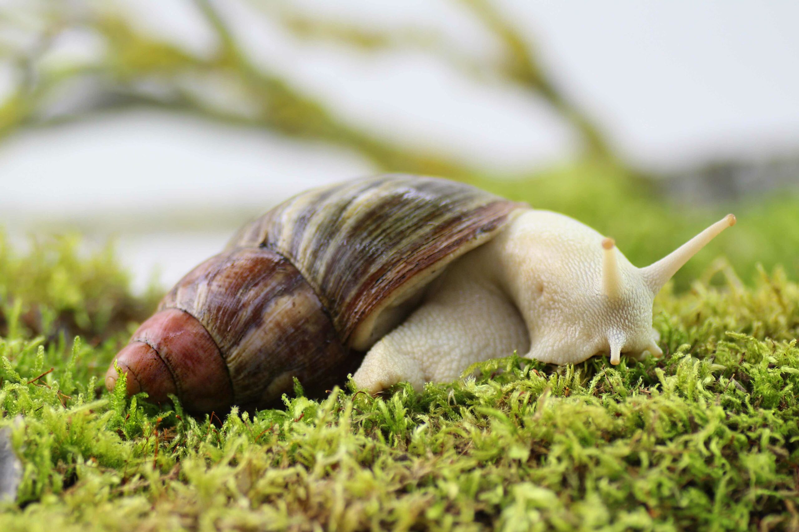 Archachatina-purpurea-_Albino_-scaled-3.jpg