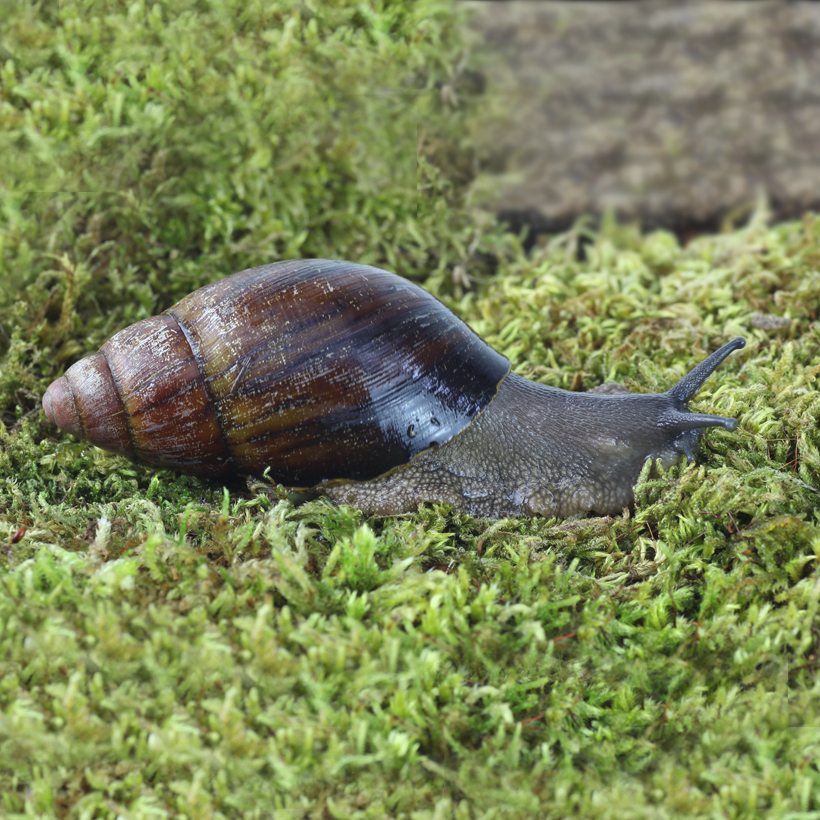 Archachatina-spec.-_Calabar_-2.jpg