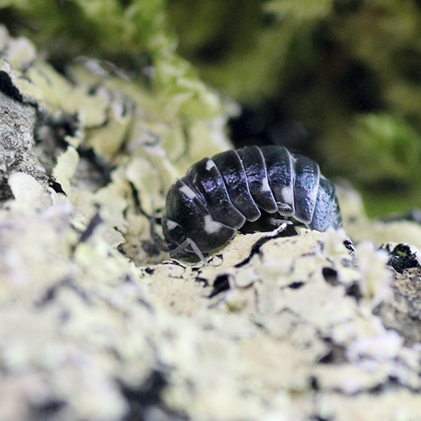 Armadillidium-corcyraeum-2.jpg