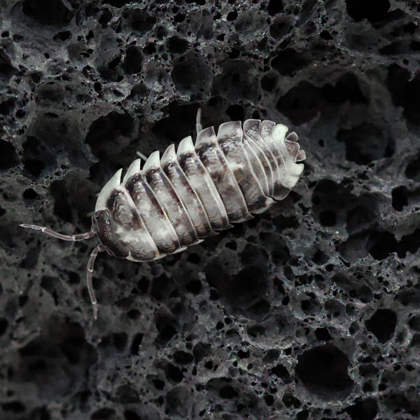 Armadillidium-corcyraeum-22Silver22-1-2.jpg