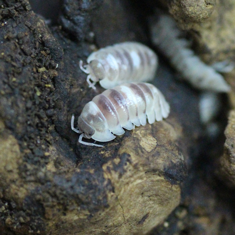 Armadillidium-espanyoli-22Marbelized22-2.jpg