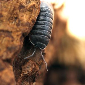 Armadillidium-frontirostre-min-scaled-3.jpg