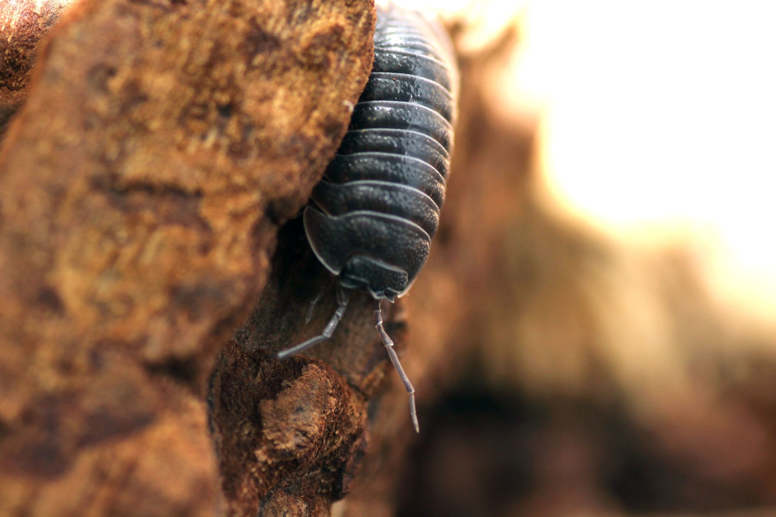 Armadillidium-frontirostre-min-scaled-3.jpg