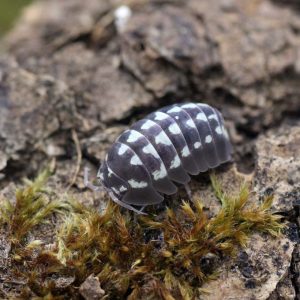 Armadillidium-gestroi-22White22-2.jpg