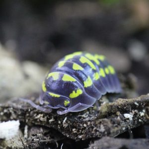 Armadillidium-gestroi-scaled-3.jpg