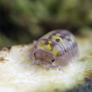 Armadillidium-granulatum-22Lemon22-2.jpg