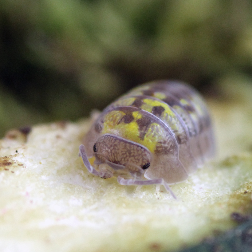 Armadillidium-granulatum-22Lemon22-2.jpg