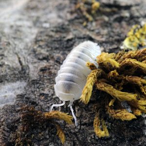 Armadillidium-granulatum-22White-Pearl22-2.jpg