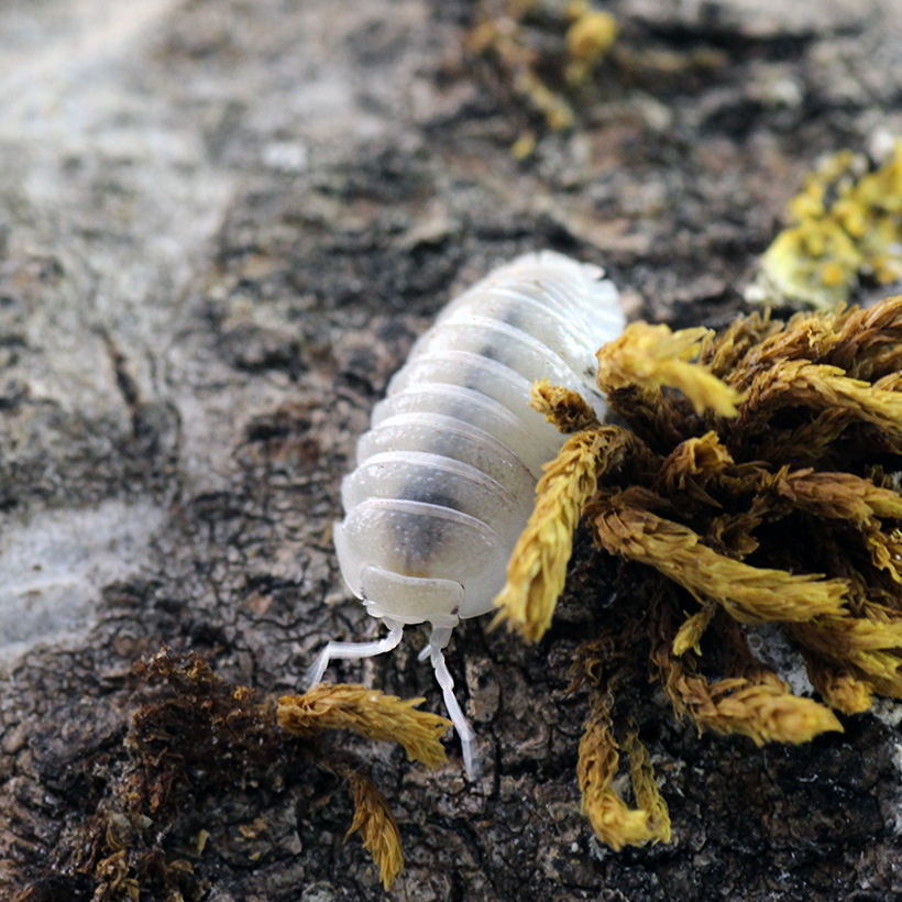 Armadillidium-granulatum-22White-Pearl22-2.jpg