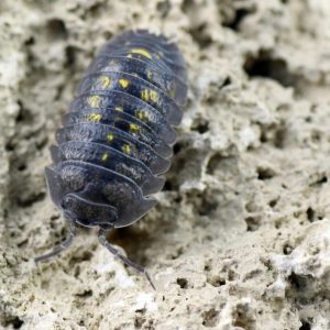 Armadillidium-granulatum-bearbeitet-scaled-3.jpg