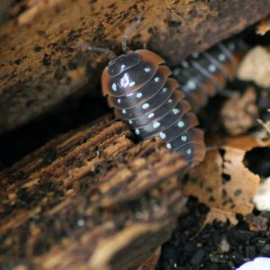 Armadillidium-klugii-_Montenegro_-2.jpg