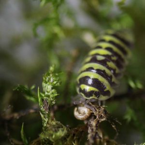 Armadillidium-maculatum-Yellow-scaled-3.jpg