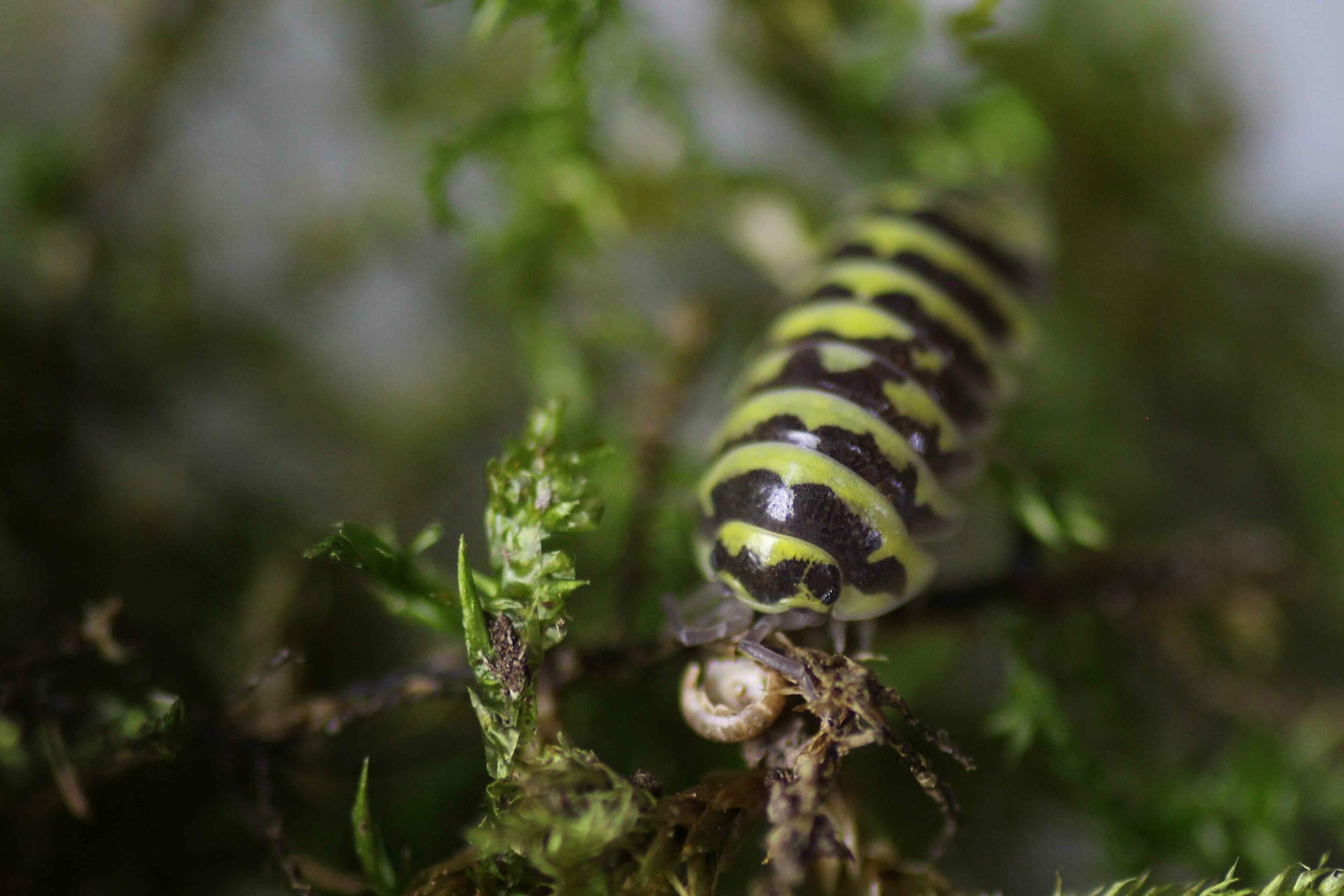 Armadillidium-maculatum-Yellow-scaled-3.jpg