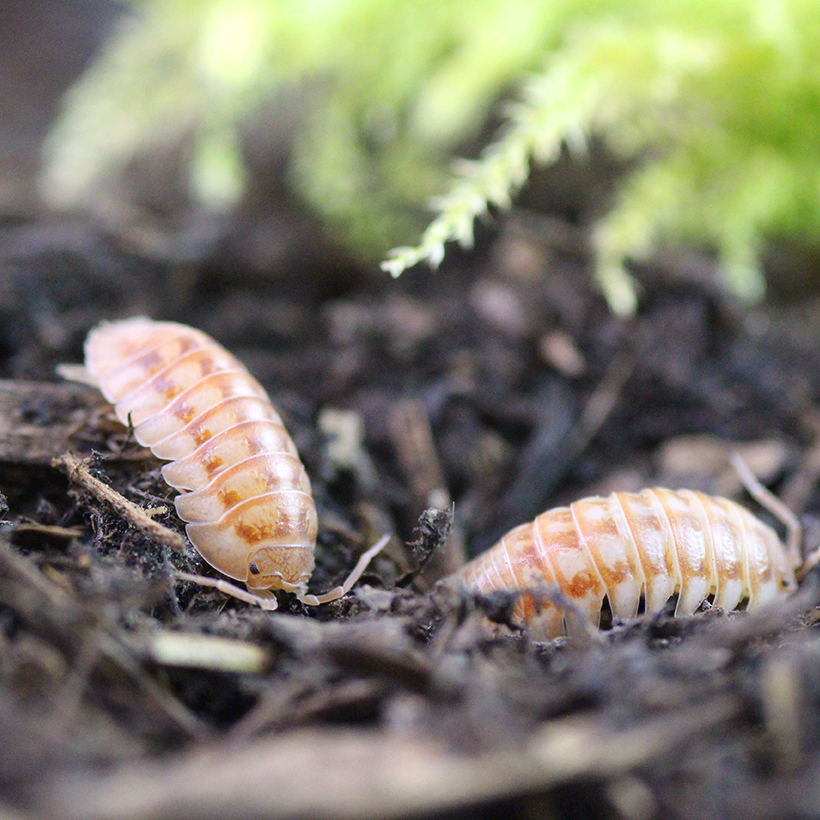 Armadillidium-nasatum-_Peach_-2.jpg