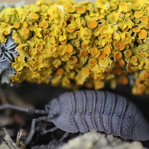 Armadillidium-peraccae-scaled-3.jpg