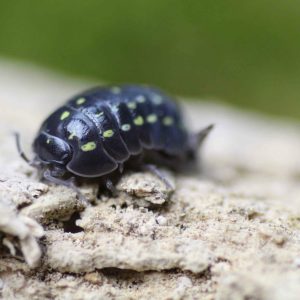Armadillidium-spec.-Albania-12-klein-1-scaled-3.jpg