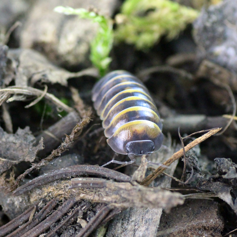 Armadillidium-spec.-_Casteldaccia_-2.jpg