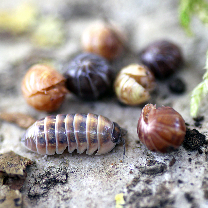Armadillidium-spec.-_St.-Lucia_-2.jpg