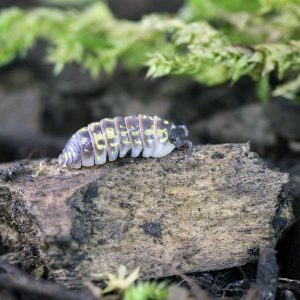 Armadillidium-versicolor-2.jpg