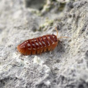 Armadillidium-werneri-Orange-bearbeitet-scaled-3.jpg