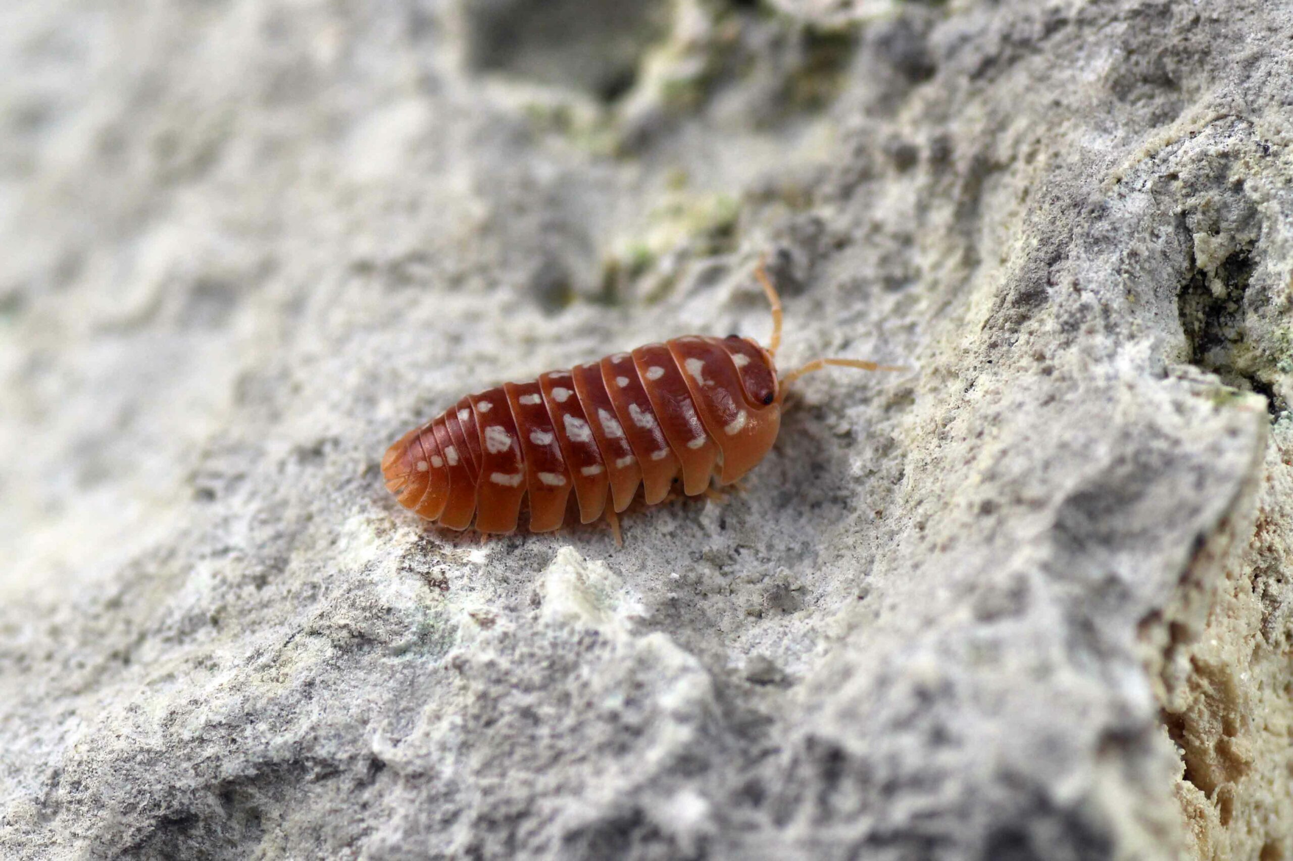 Armadillidium-werneri-Orange-bearbeitet-scaled-3.jpg