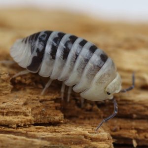 Arnadillidium-maculatum-Paradox-scaled-3.jpg
