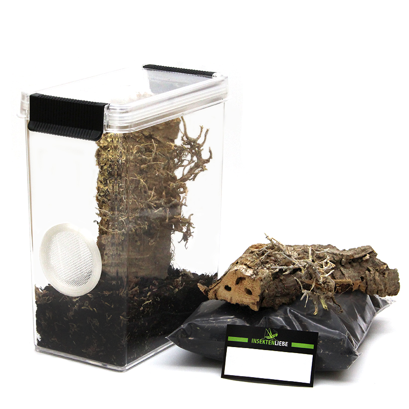 Aufzuchtterrarium-XL-Korkrinde-Mini-Baum-2.jpg