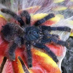Avicularia-avicularia-2.jpg