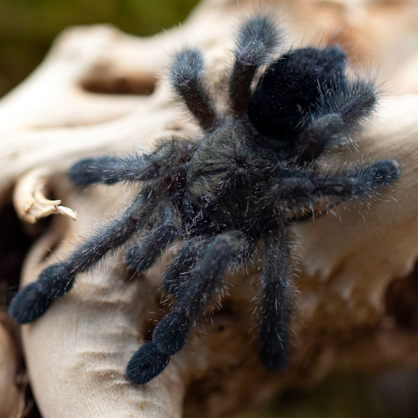 Avicularia-purpurea-2.jpg