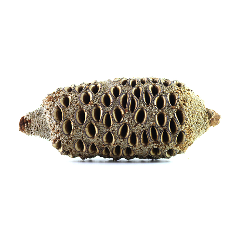 Banksia-Grandis-Zapfen-2.jpg