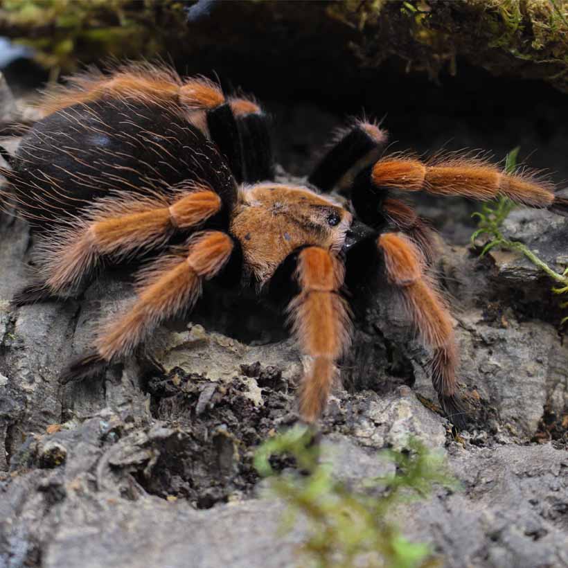 Brachypelma-boehmei-2.jpg