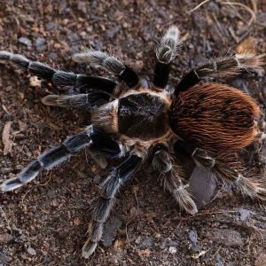 Brachypelma-vagans-2-2.jpg