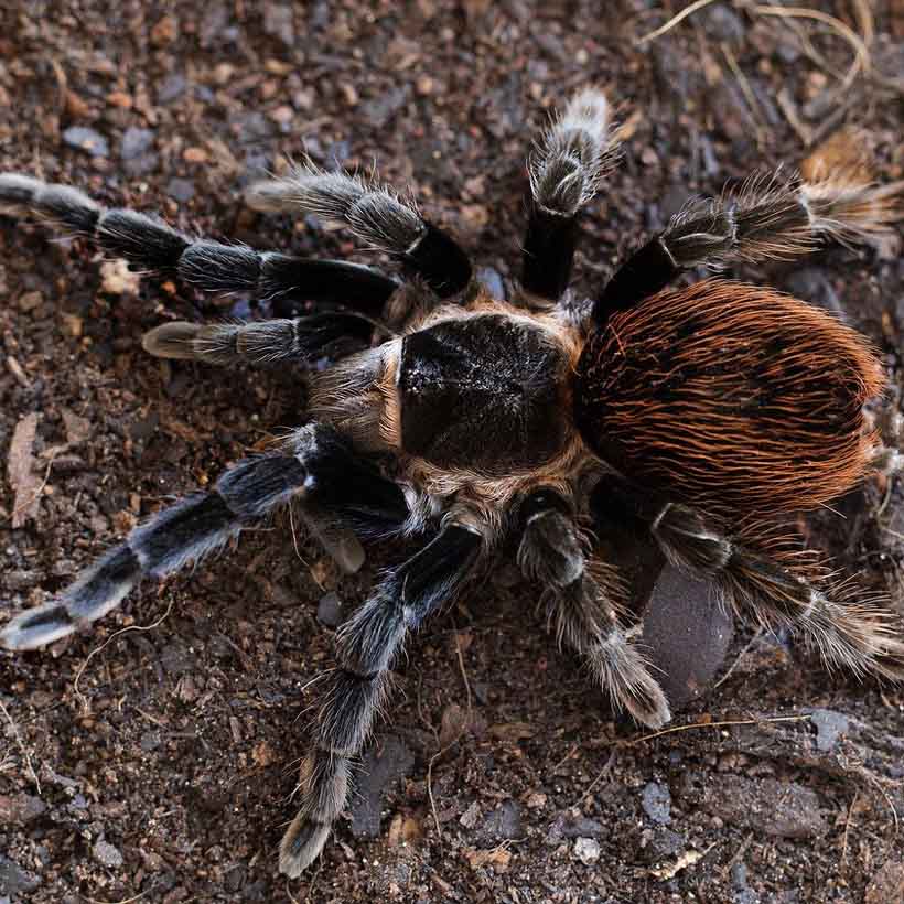 Brachypelma-vagans-2-2.jpg