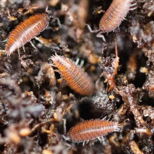 Brown woodlice-2-2.jpg