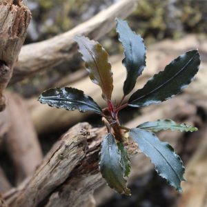 Bucephalandra-spec.-22Brown-Ghost22-2.jpg