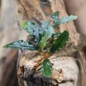 Bucephalandra-spec.-22Kedagang-Mini22-2.jpg
