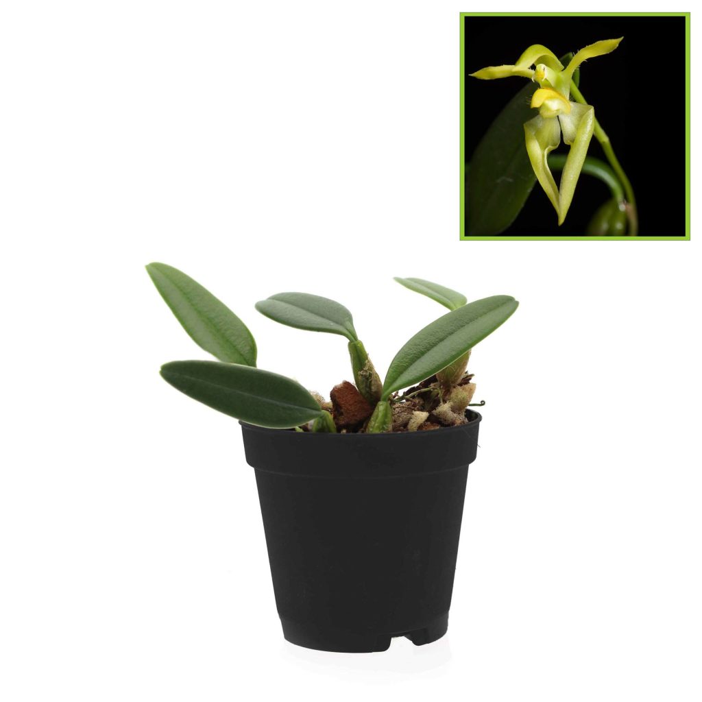 Bulbophyllum-lasiochilum-var-flava2-scaled-3.jpg