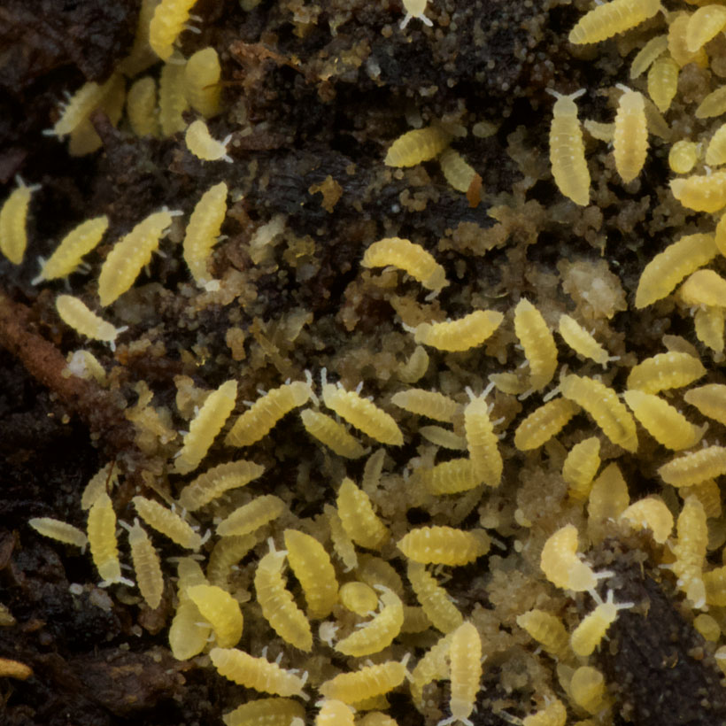 Ceratophysella-spec.-22Lilac-Yellow-Albino22-2.jpg