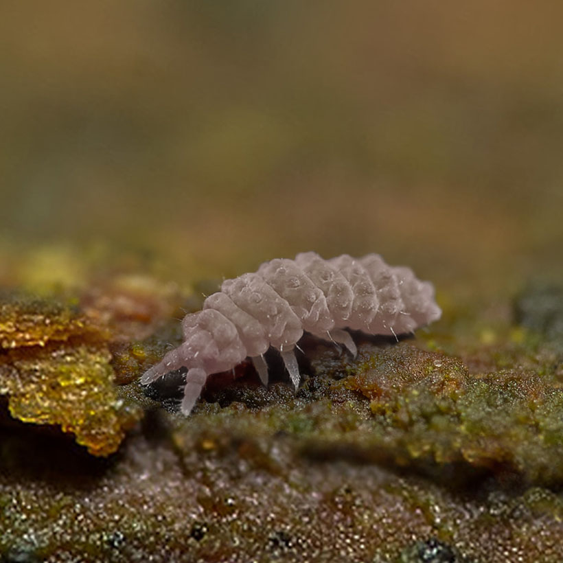 Ceratophysella-spec.-22Lilac22-2.jpg