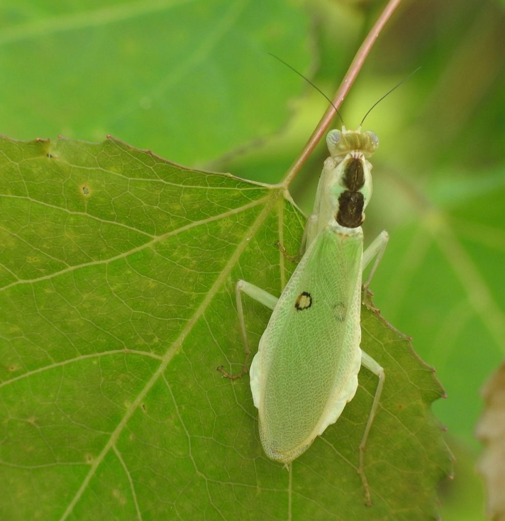 Chloroharpax-modesta-2.jpg