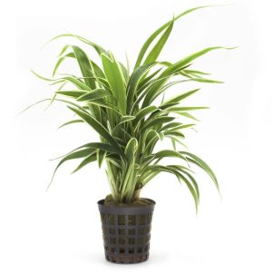 Chlorophytum-bichetii-1-2.jpg