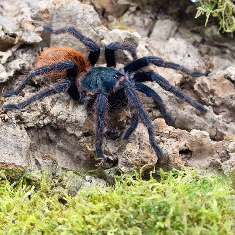 Chromatopelma-cyaneopubescens-1-2.jpg
