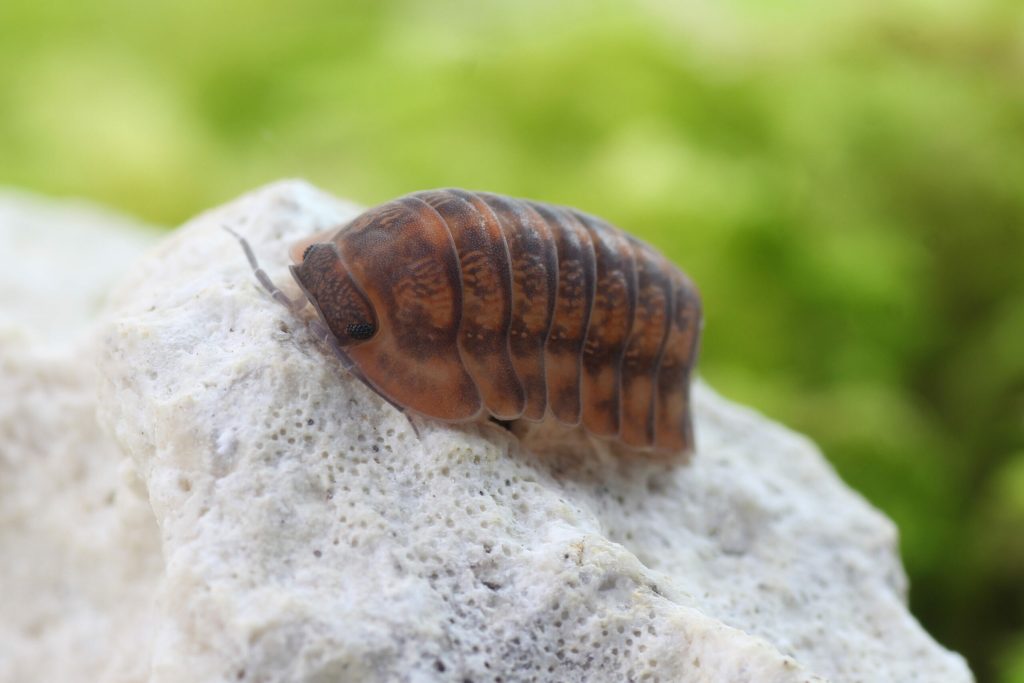 Cubaris-spec.-Phipun-Dark-Red-1-scaled-3.jpg