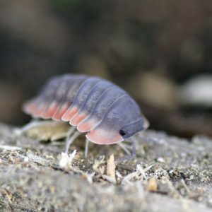 Cubaris-spec.-Red-Edge-2-bearbeitet-scaled-3.jpg Cubaris-spec.-Red-Edge-2-bearbeitet-scaled-3.jpg