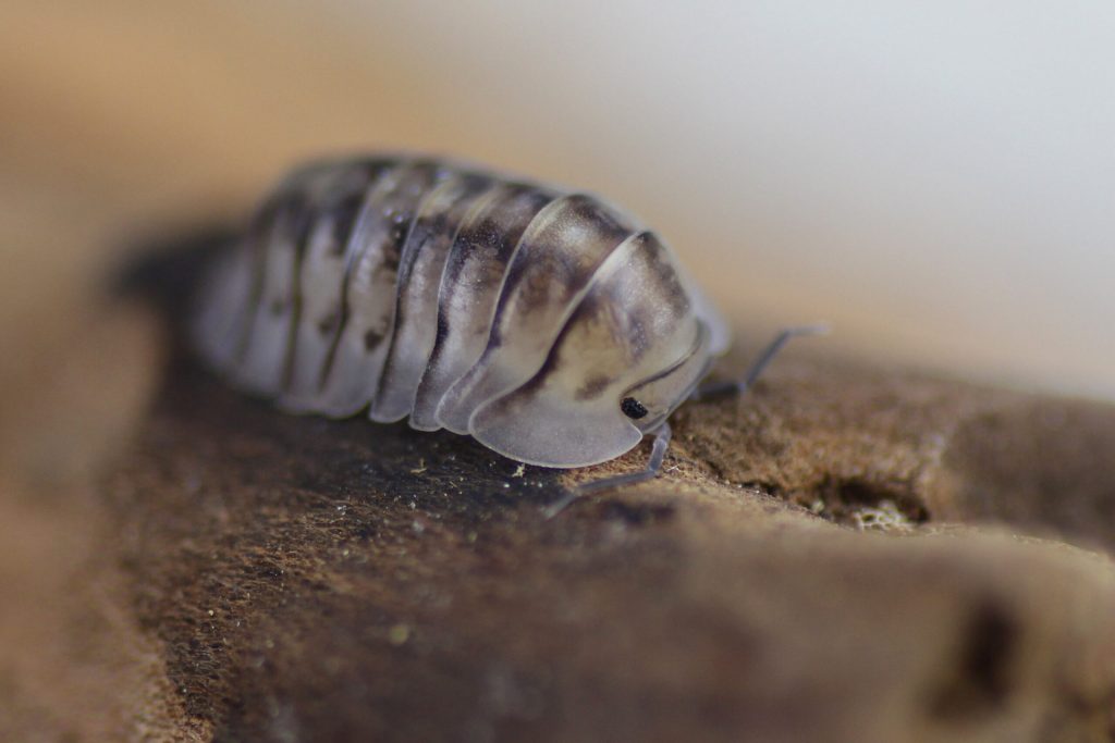 Cubaris-spec.-Silver-Tiger-5-edited-scaled-3.jpg