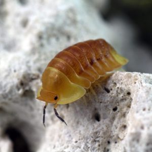 Cubaris-spec. "Blonde-Rubber-Ducky-2.jpg