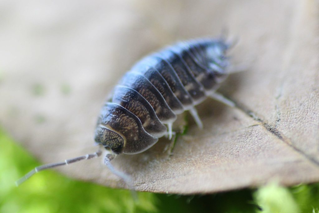 Cylisticus-convexus-scaled-3.jpg