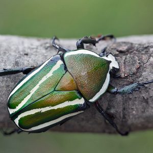Dicronorhina-derbyana-derbyana-2.jpg